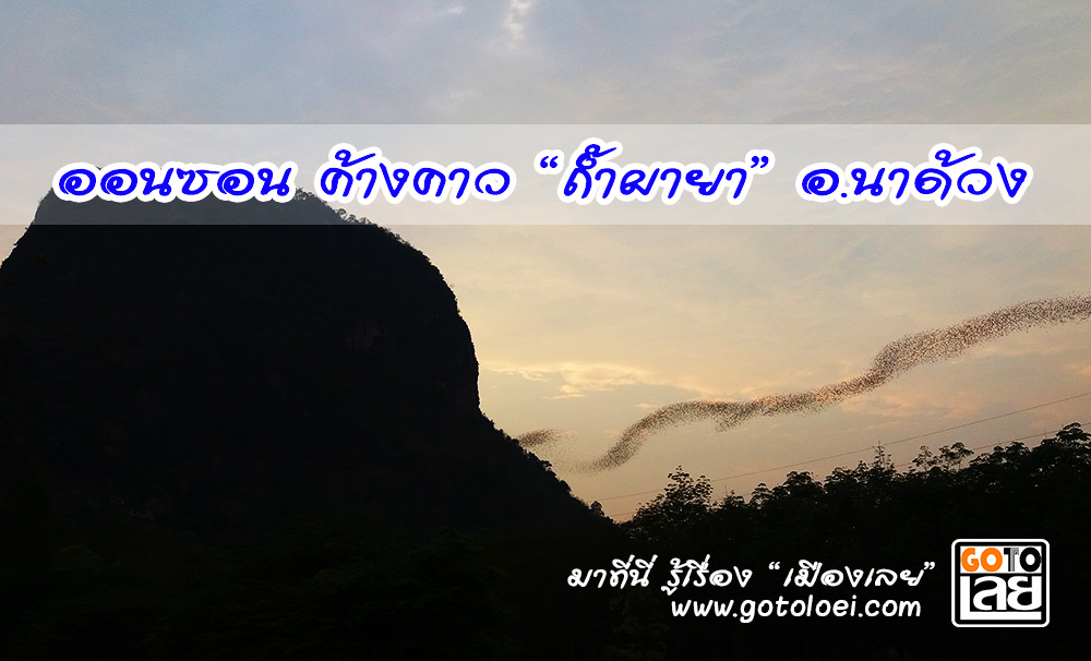ค้างคาว.jpg