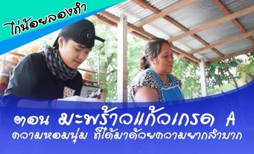 ไก่น้อยลองทำ ตอน มะพร้าวแก้วเกรด A ความหอมนุ่ม ที่ได้มาด้วยความยากลำบาก