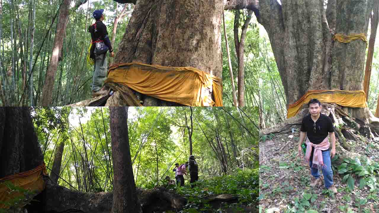 ชื่นชมความยิ่งใหญ่ของต้นมะค่ายักษ์1000ปี