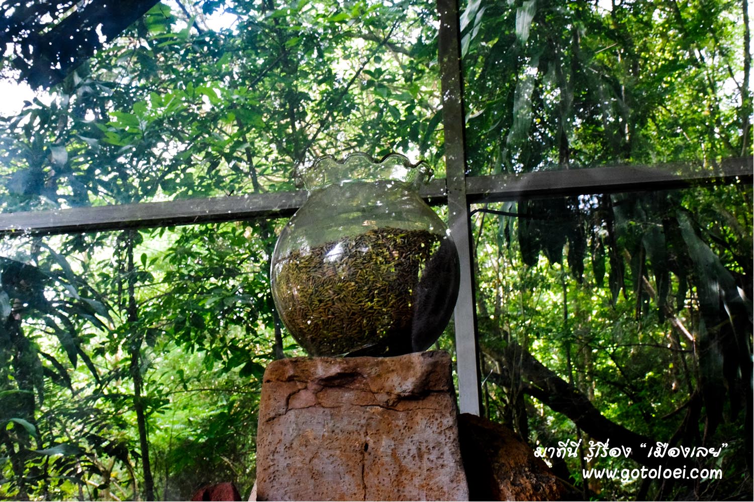 ข้าวสารที่กลายเป็นหินที่บรรจุอยู่ในขวดโหล วัดถ้ำข้าวสารหิน.jpg