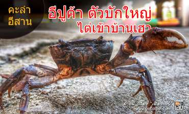 คะลำ อีปูค้าตัวบักใหญ่ไต่เข้าบ้านเฮา