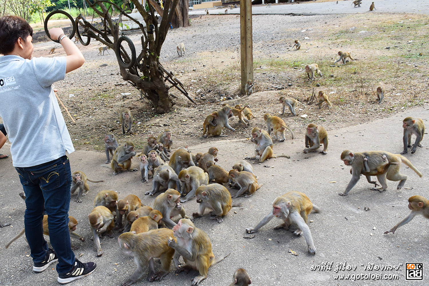 โยนถั่วให้ลิงวัดถ้ำผาหมากฮ่อ