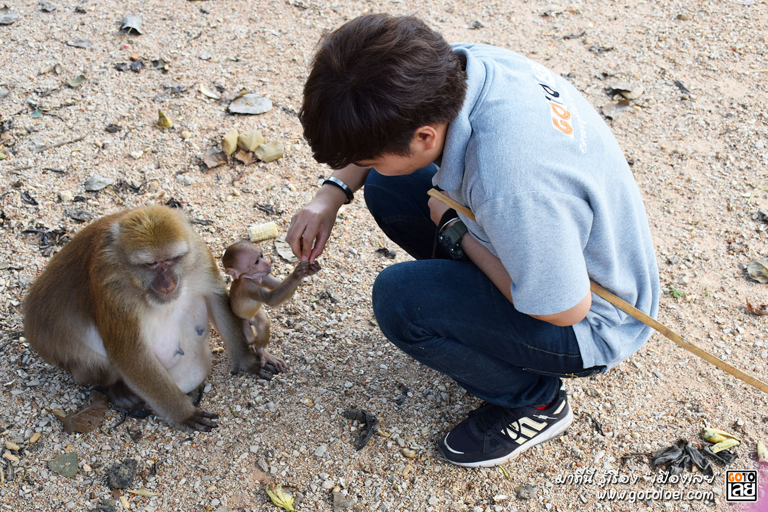 ศรี ลิงวัดถ้ำผาหมากฮ่อ